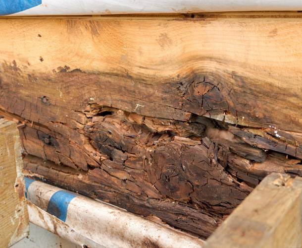 Dry Rot Repair