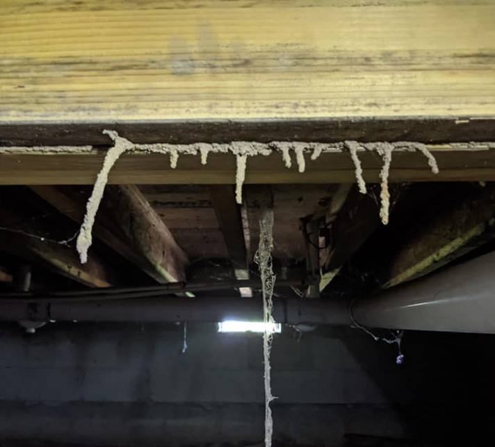 Termite Mud Tubes