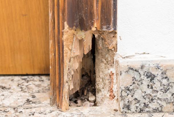 Dry Rot Missouri