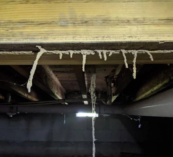 Termite
