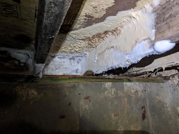 Mold and water damage in basement